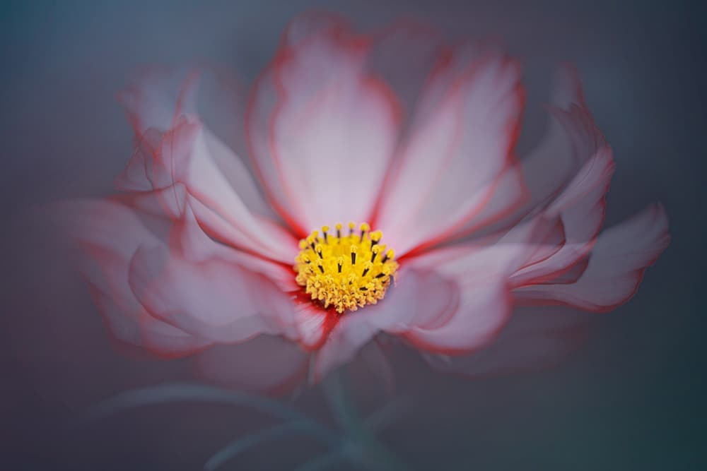 Dreamy Pink Cosmos by Lydia Jacobs — canvas wall art
