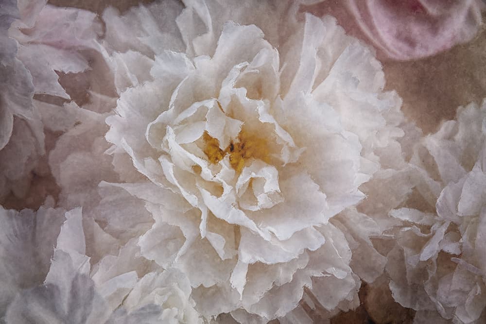 Soft White Blooms by Roswitha Schleicher-Schwarz — canvas wall art