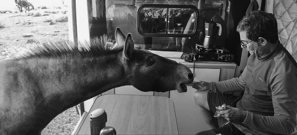 Curious Horse Visitor by Marco Antonio Cobo — canvas wall art