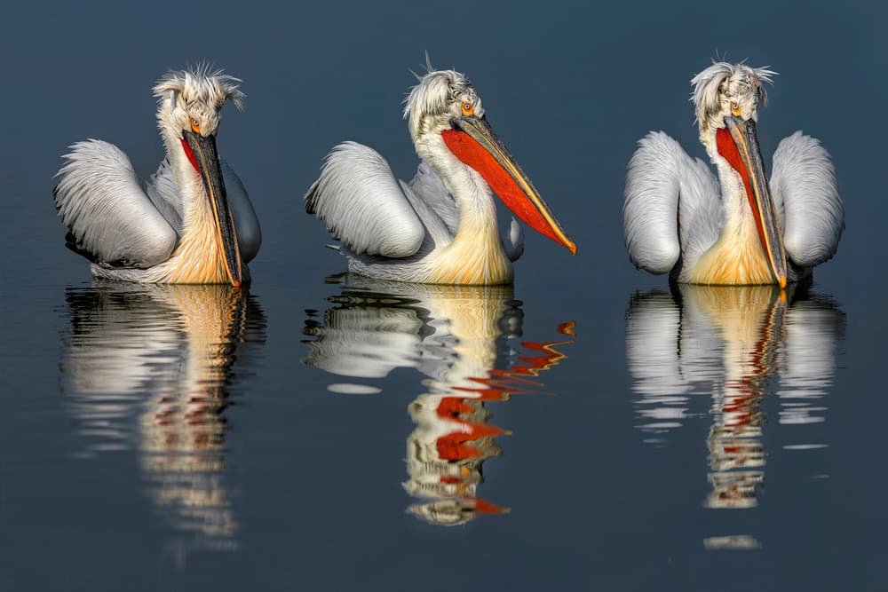 Dalmatian Pelicans Reflections by Xavier Ortega — canvas wall art