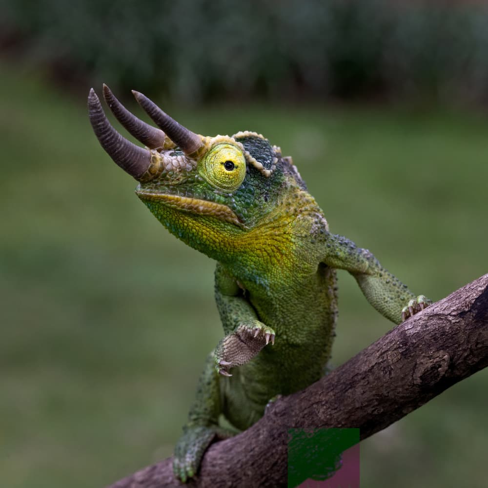 Jackson's Horned Chameleon by Lisdiyanto Suhardjo — canvas wall art