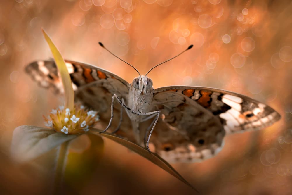 Warm Bokeh Butterfly by Fauzan Maududdin — canvas wall art