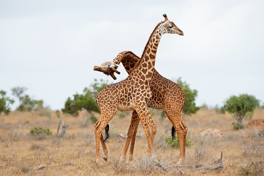 Giraffe Necking Showdown by Marco Pozzi — canvas wall art