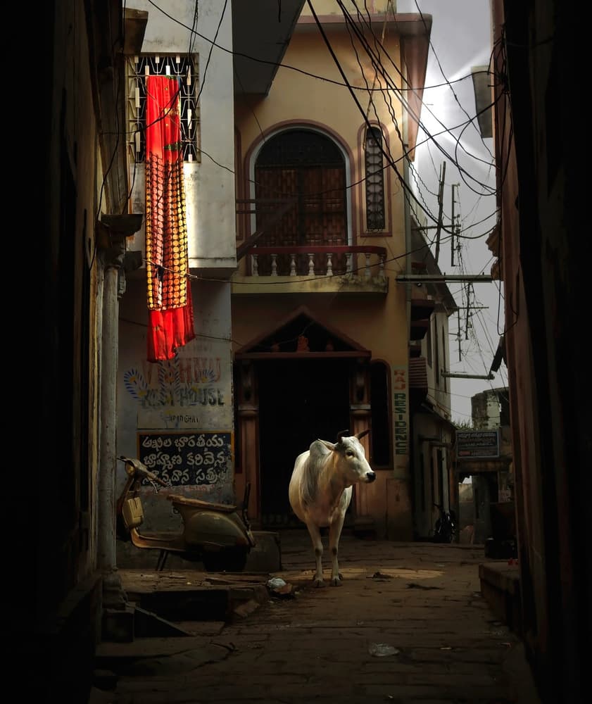 White Cow Alley Scene by Roxana Labagnara — canvas wall art
