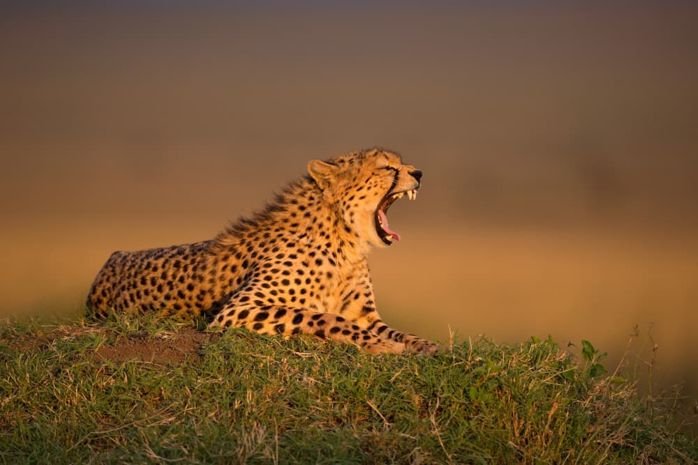 Cheetah's Golden Yawn by Marco Pozzi — canvas wall art