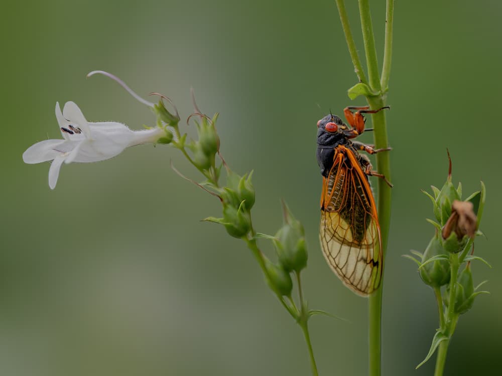 Cicada and White Flower by Jacob (Jian) Xu — canvas wall art