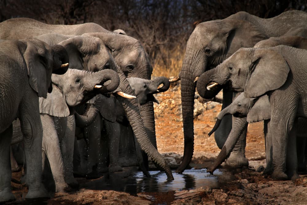African Elephants Drinking by Hans-Wolfgang Hawerkamp — canvas wall art