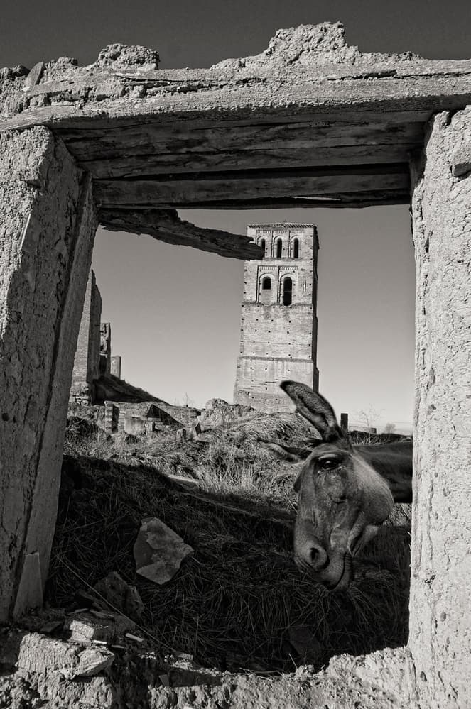 Donkey Amidst Ancient Ruins by Jose C. Lobato — canvas wall art