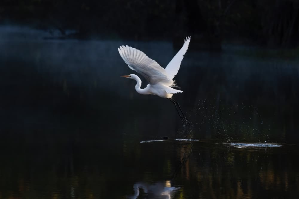 Egret Takes Flight by Hanping Xiao — canvas wall art