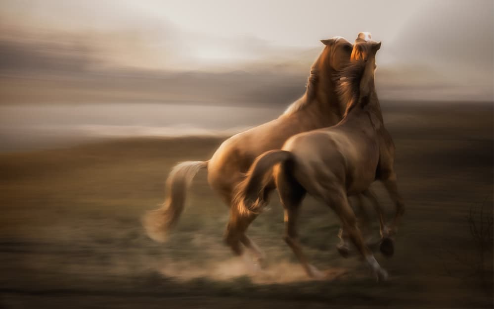 Wild Horses Playing by Charlaine Gerber — canvas wall art