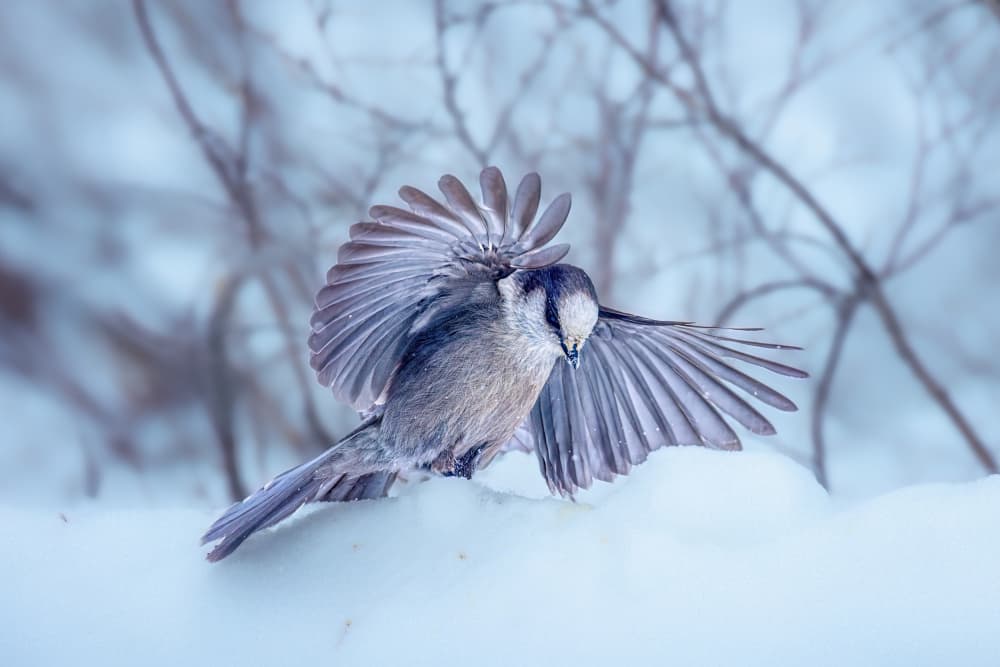 Winter Bird Wings by Siyu_Wei APA — canvas wall art