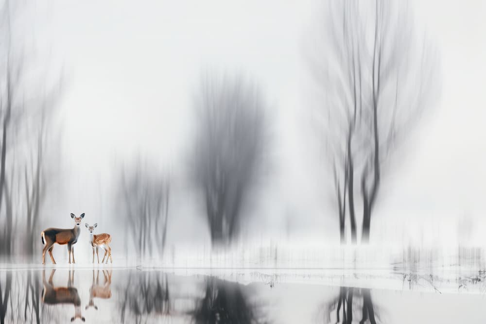 Winter Deer Reflection by Hosam.Karara — canvas wall art