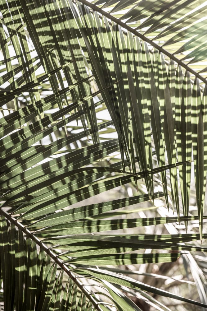 Palm Geometry by Shot by Clint — canvas wall art