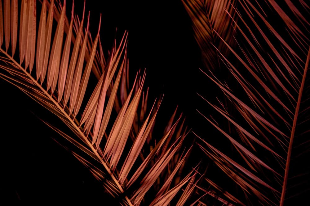 Elegant Night Palm by Mareike Böhmer — canvas wall art