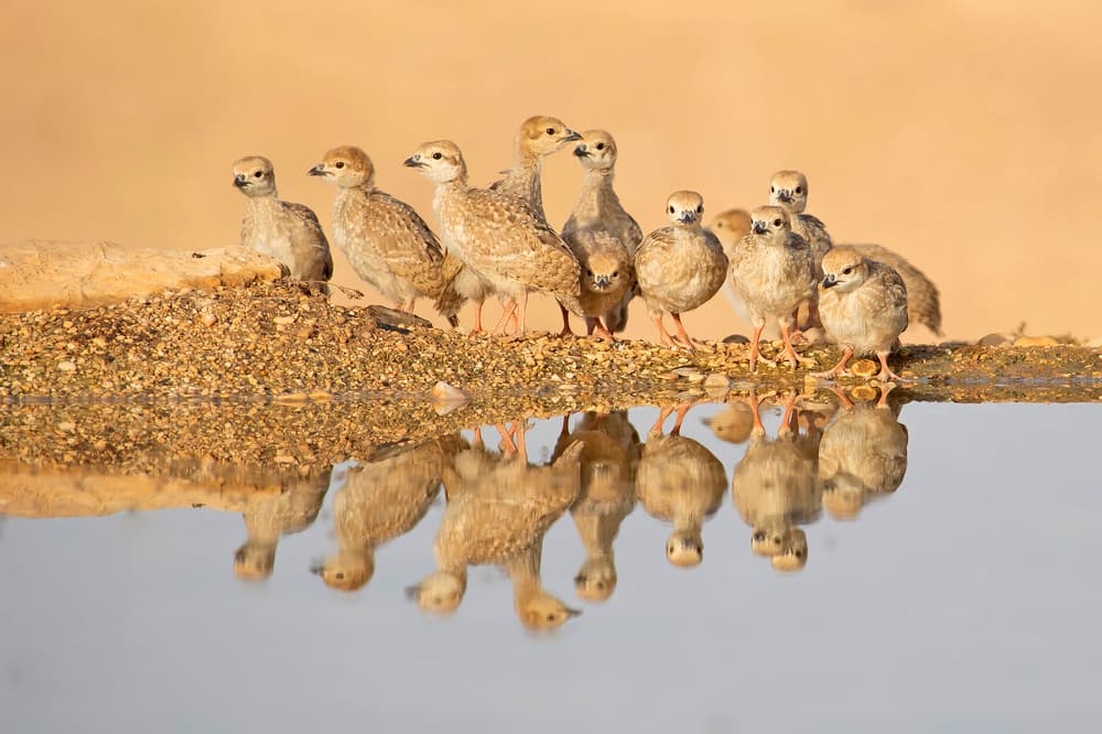 Tranquil Desert Reflections by Shlomo Waldmann — canvas wall art