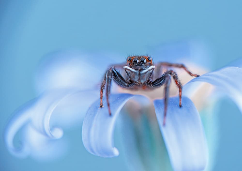 Jumping Spider on Blue Flower by Summer2016 — canvas wall art