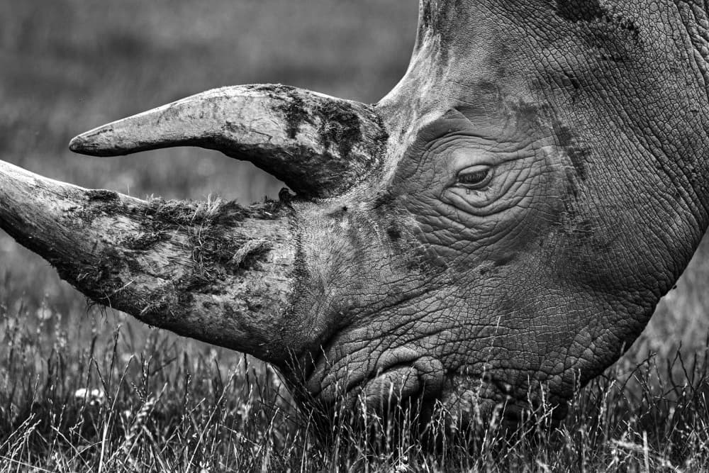 Peaceful Rhino Grazing by Hardik Pandya — canvas wall art