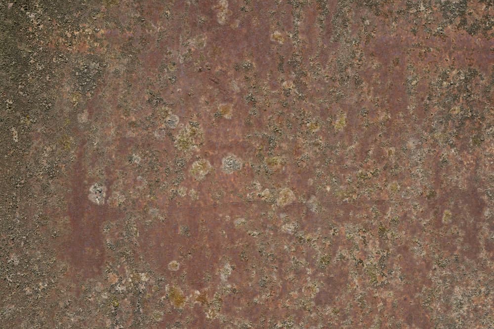 Earthy Lichen Texture by Bilge Paksoylu — canvas wall art