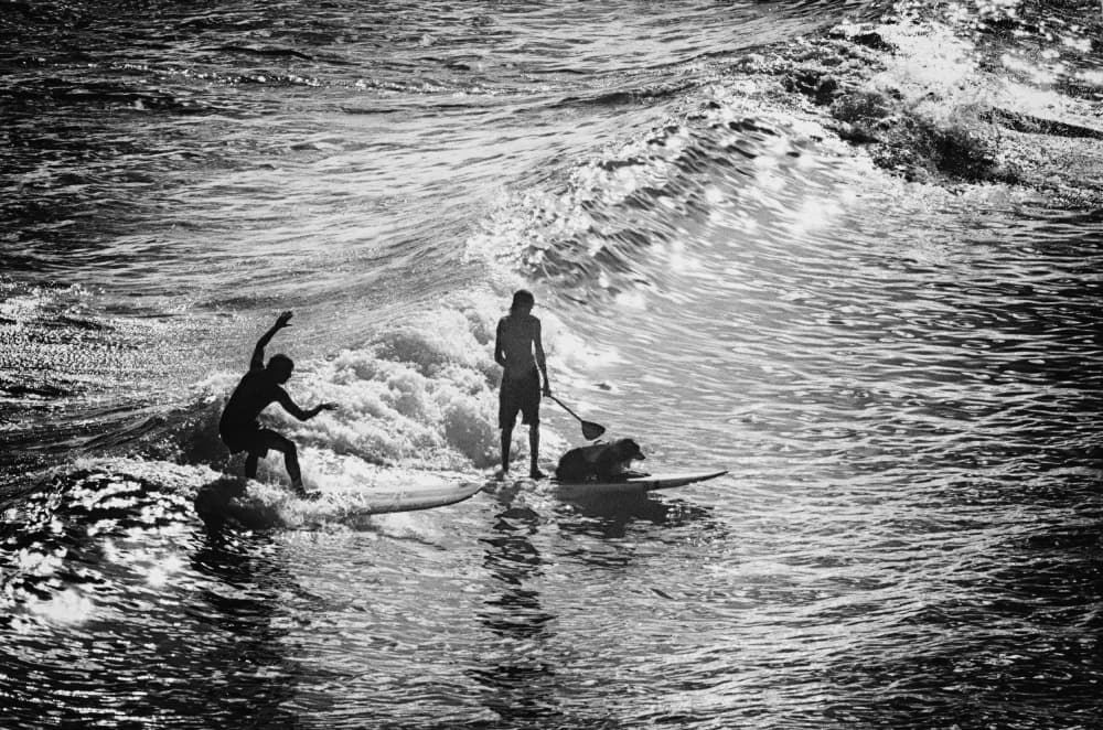 Surf and Paddle Dogs by Michel Groleau — canvas wall art