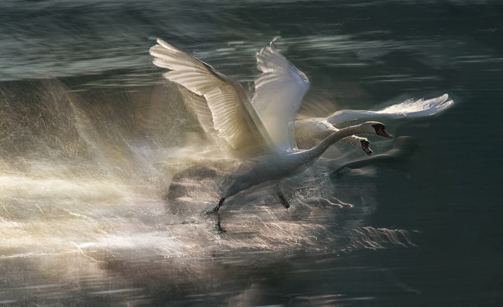 Swans in Dynamic Flight by Milan Malovrh — canvas wall art