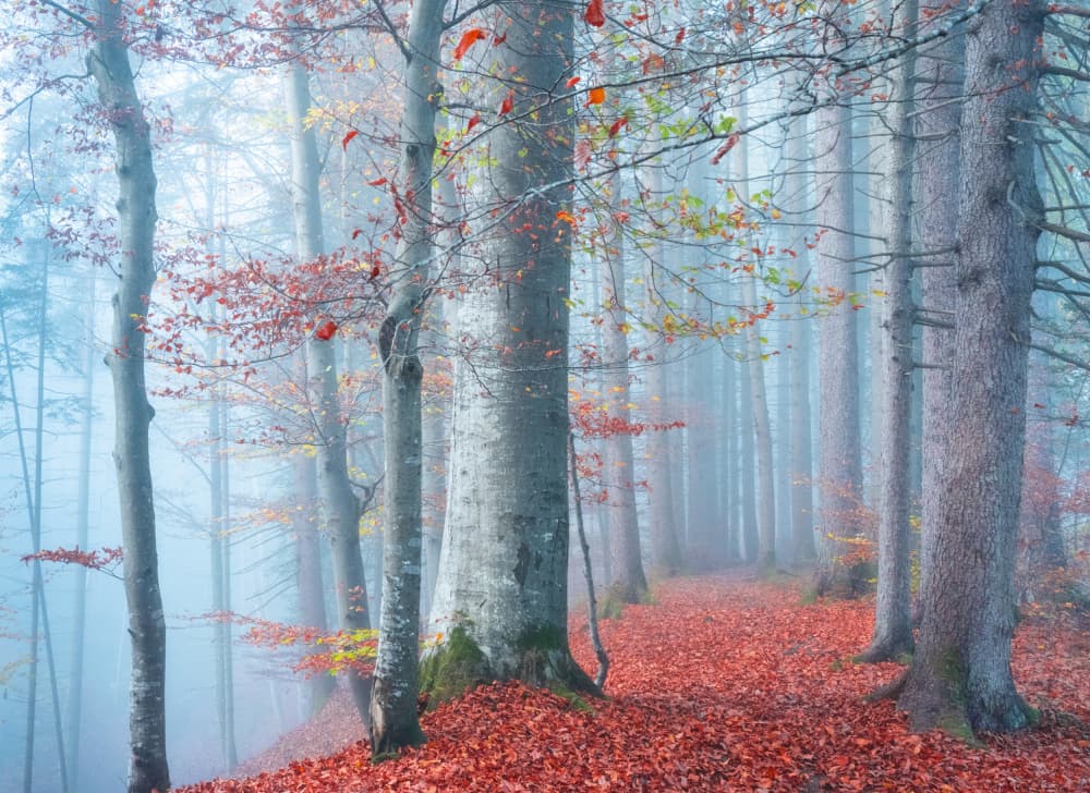 Misty Autumn Forest Path by Ulrike Eisenmann — canvas wall art