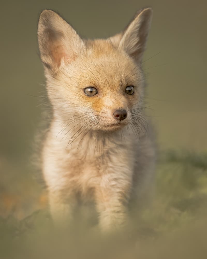 Curious Fox Cub by Ahmed Sobhi — canvas wall art