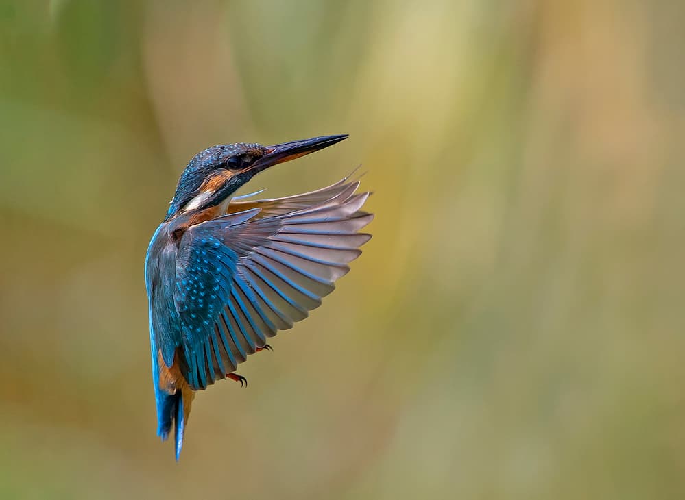 Vibrant Kingfisher Flight by Shlomo Waldmann — canvas wall art
