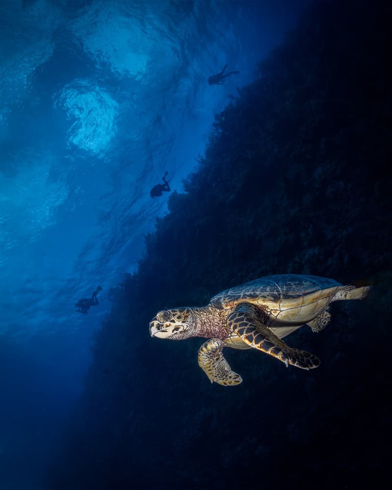 Deep Blue Turtle Encounter by Jennifer Lu — canvas wall art