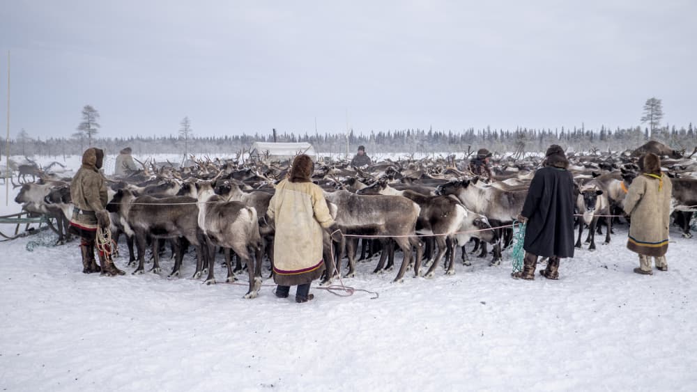 Arctic Reindeer Herding by Marcel Rebro — canvas wall art