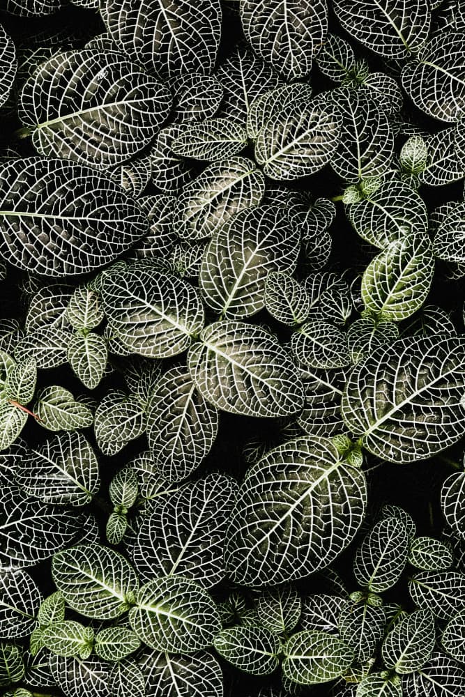 Veins of Nature by uplusmestudio — canvas wall art