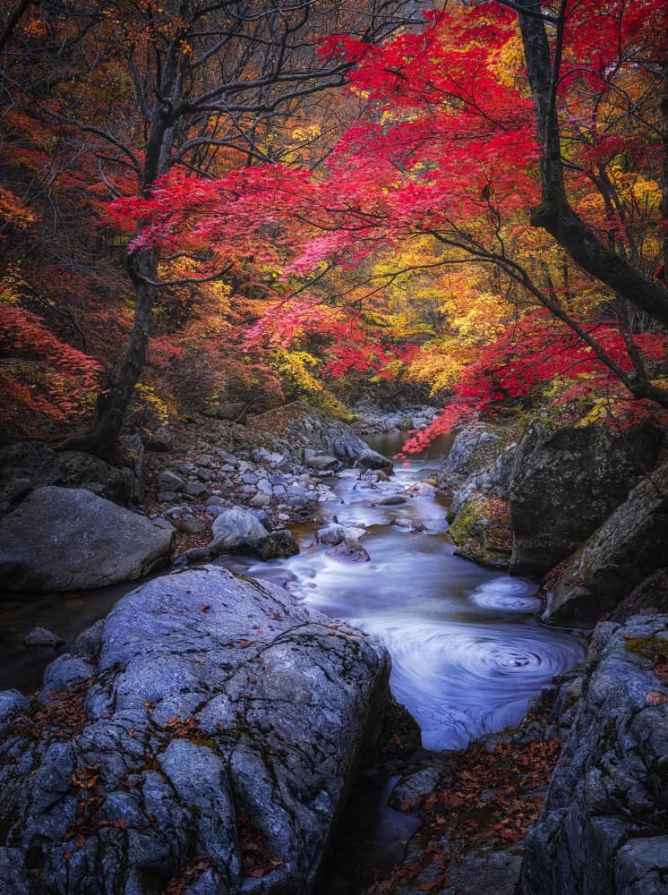 Vibrant Autumn Stream by Tiger Seo — canvas wall art