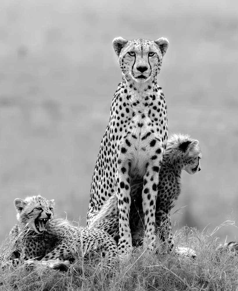 Cheetah Mother and Cubs by Jie Fischer — canvas wall art