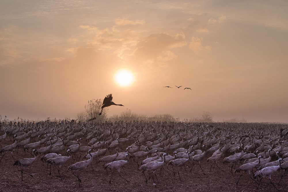 Golden Hour Cranes by Natalia Rublina — canvas wall art