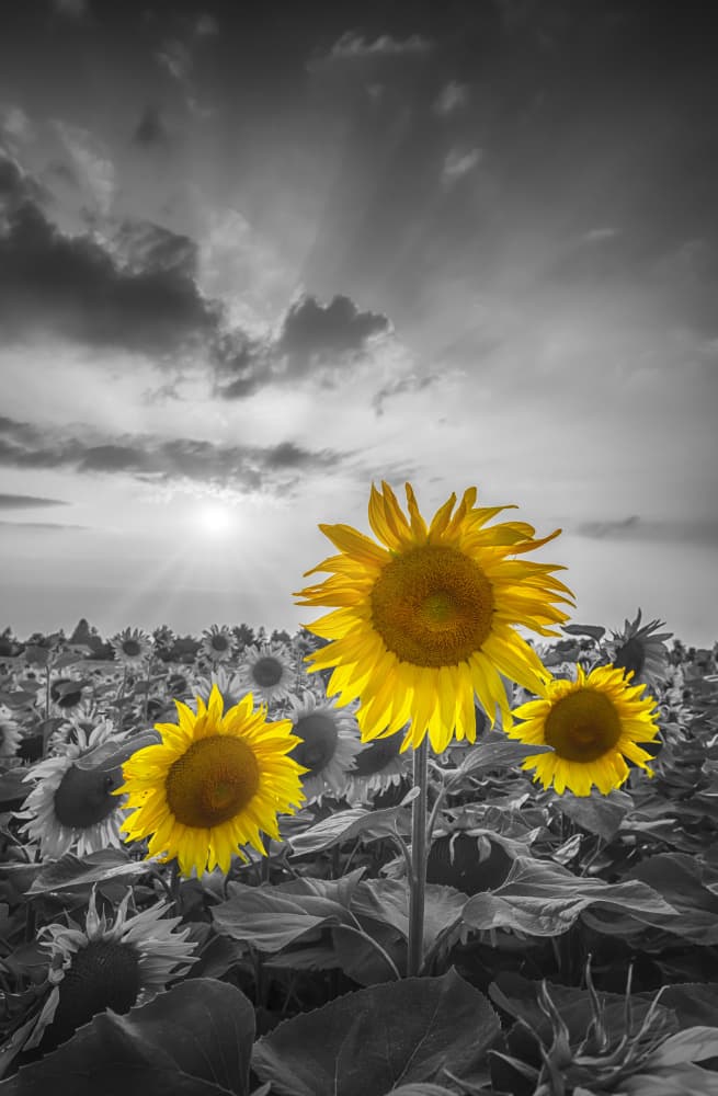 Bright Sunflowers Field by Melanie Viola — canvas wall art