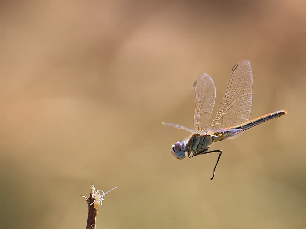 Dragonfly in Flight by Jimmy Hoffman — canvas wall art