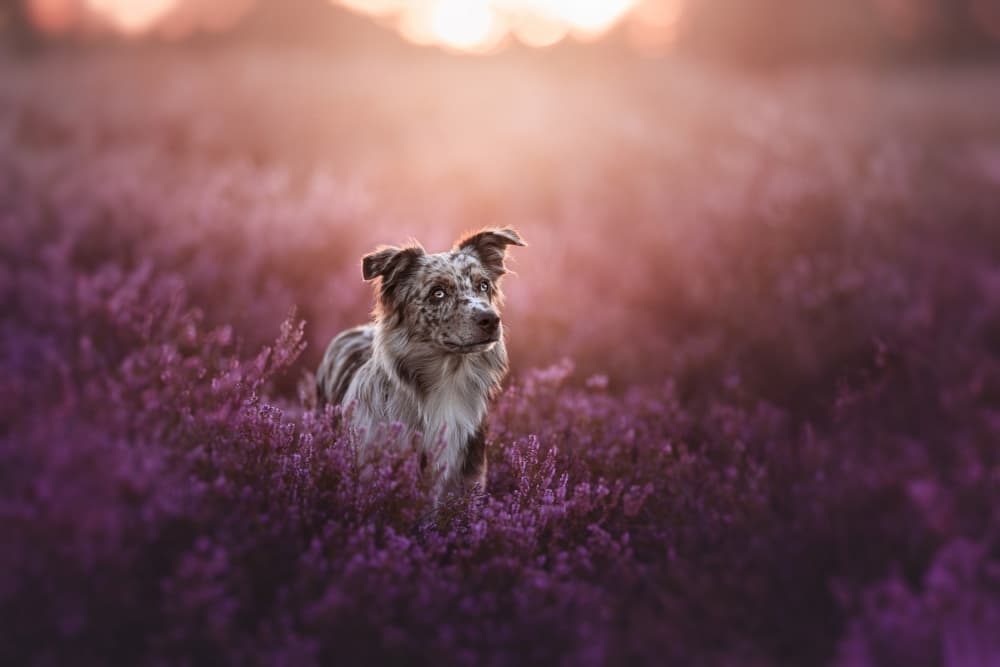 Dreamy Dog Purple Field by Ve Shandor — canvas wall art