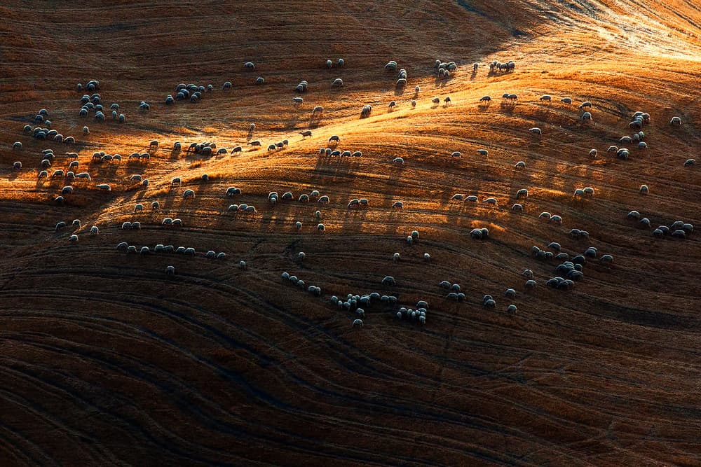 Golden Hillside Sheep by Massimo Della Latta — canvas wall art
