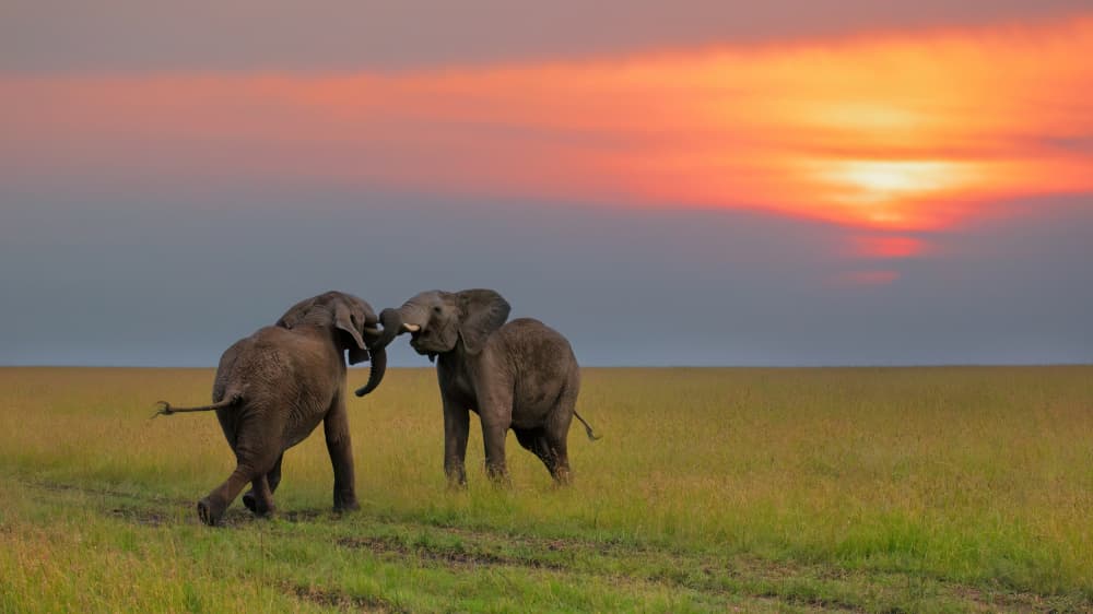 African Elephants Sunset by Jun Zuo — canvas wall art