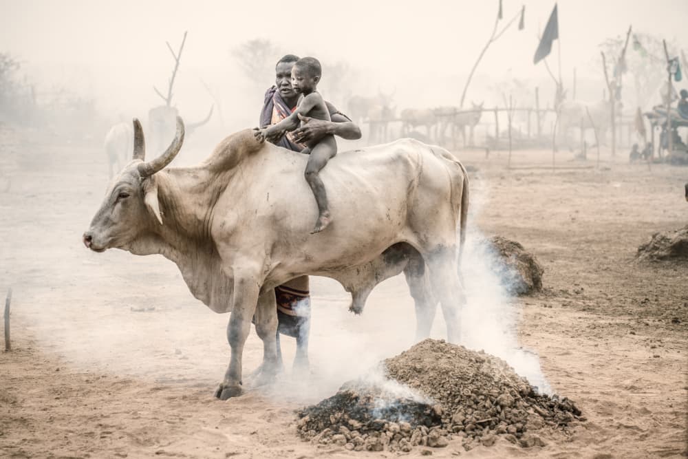 African Child White Bull by Trevor Cole — canvas wall art