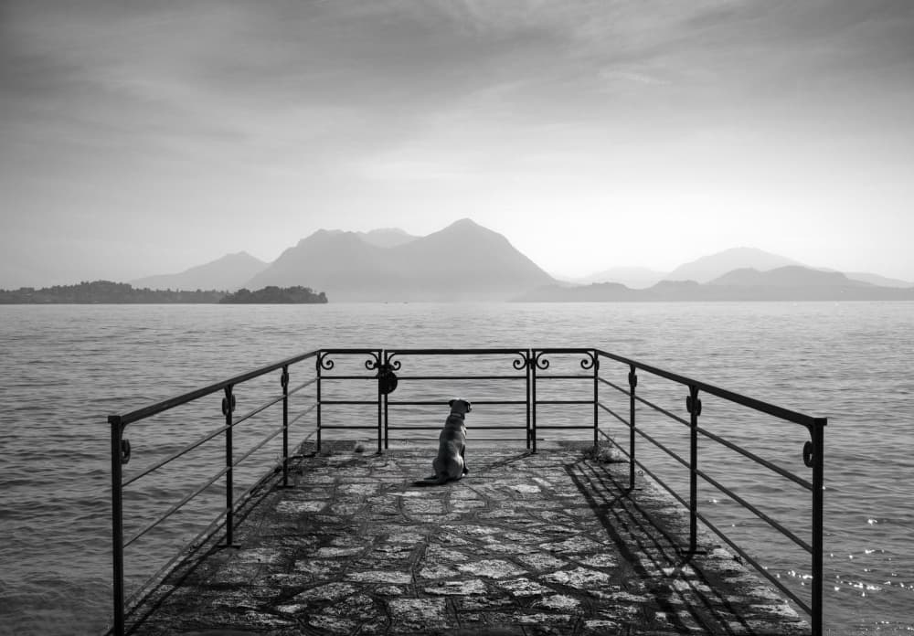 Dog Gazing Lake Horizon by Giorgio Toniolo — canvas wall art