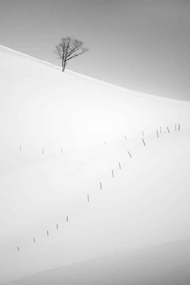 Minimal Winter Tree by Jana Luo — canvas wall art