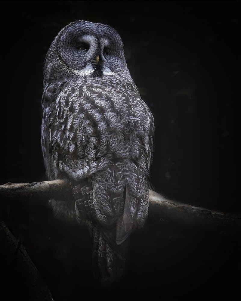 Majestic Grey Owl by Anna Cseresnjes — canvas wall art