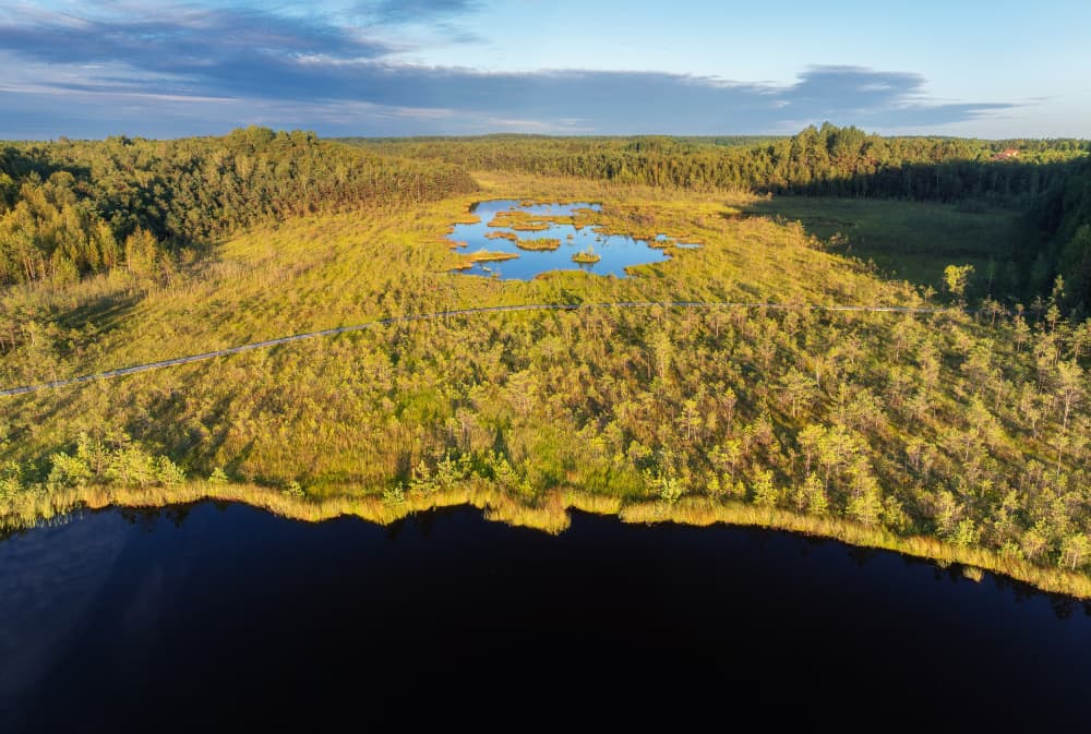 Golden Morning Bog Landscape by Ales Krivec — canvas wall art