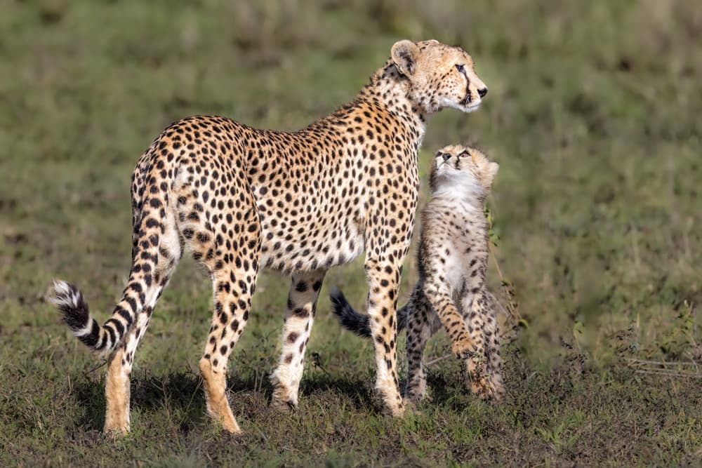 Mother Cheetah And Curious Cub by Jeffrey C. Sink — canvas wall art