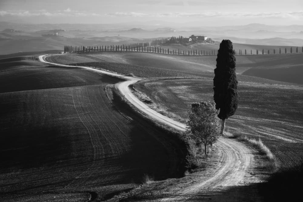 Winding Cypress Road by Rostovskiy Anton — canvas wall art