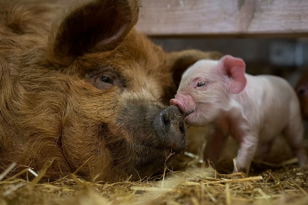 Sweet Piglet Nuzzle by Gert van den Bosch — canvas wall art