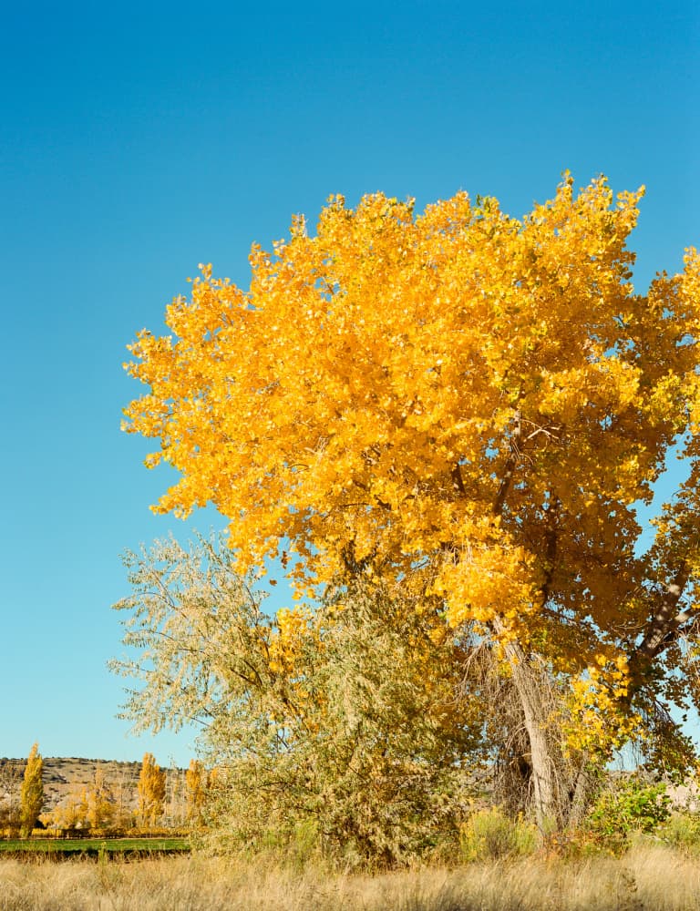 Golden Fall Trees by Bethany Young — canvas wall art