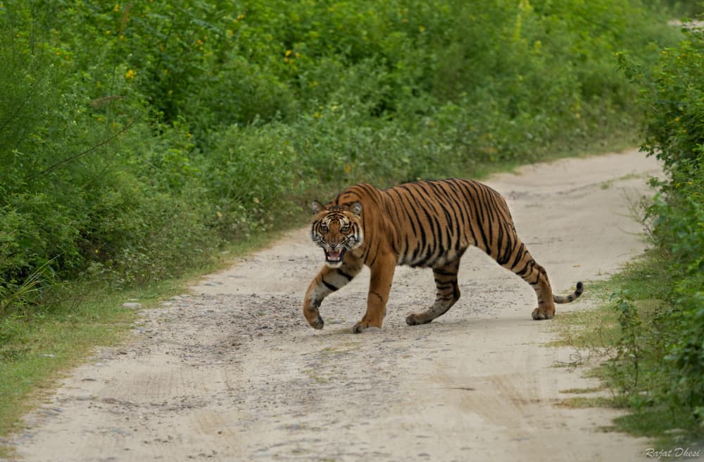 Powerful Tiger Gaze by Rajat Dhesi — canvas wall art