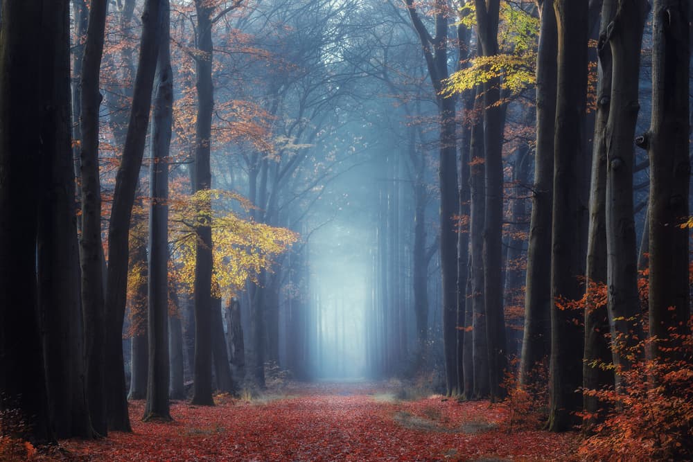 Misty Autumn Forest Path by NingYun Ye — canvas wall art