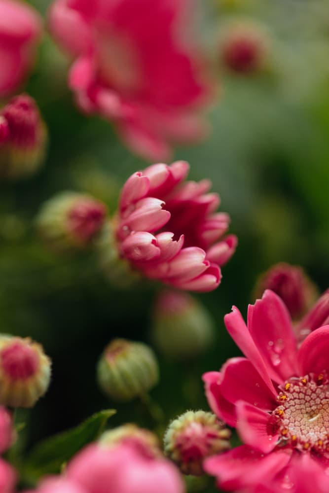 Fresh Pink Blossoms by Javier Pardina — canvas wall art